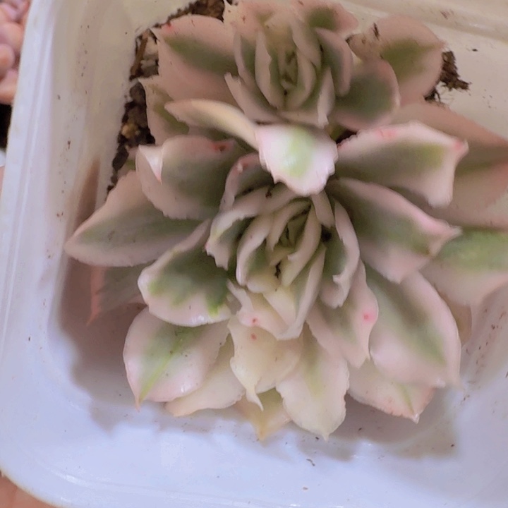 紫蝴蝶锦一颗福利