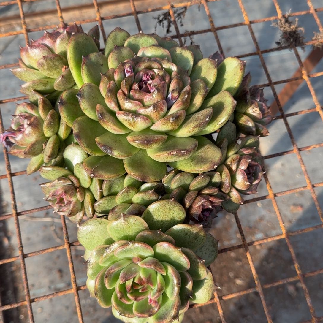 黑水晶变异体大群多肉