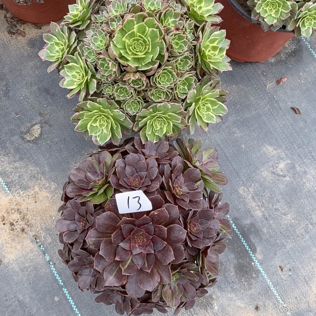 全部花朵多肉植物组合拼盘13