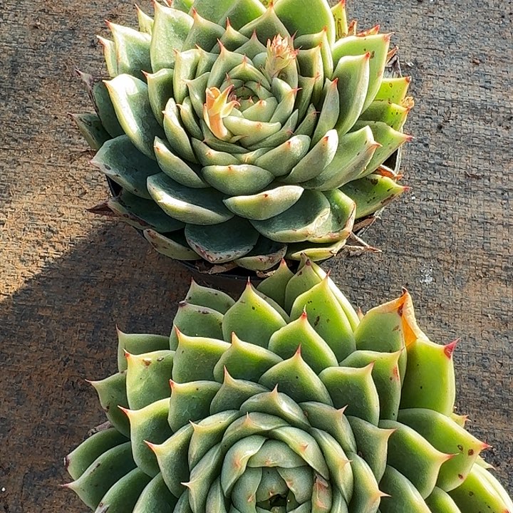 29-68海胆珍妮两颗量拍