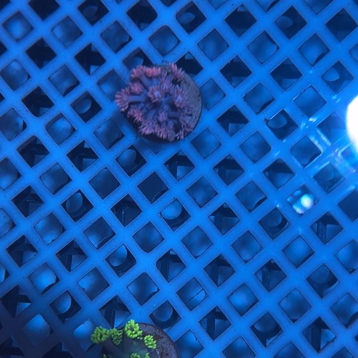 纽扣珊瑚花花海缸造景