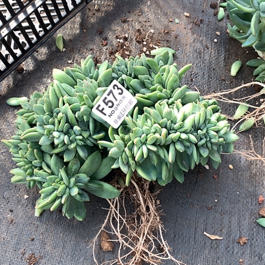酌***花海洋之歌缀化 一点点小虫子573