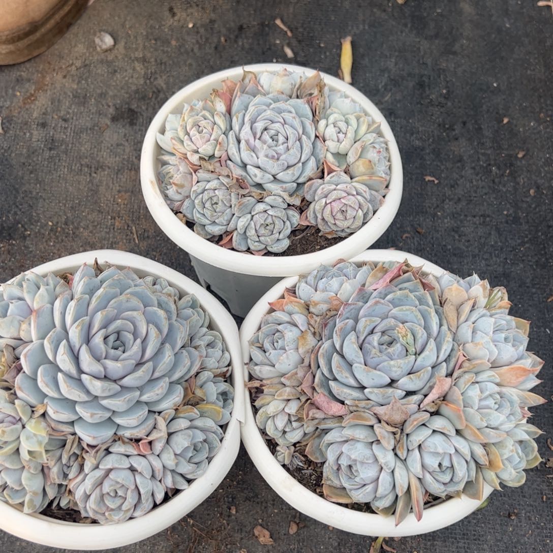 雪兔整桩整群群生