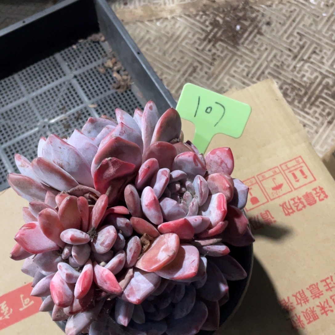 用***7星影缀化多头群生107