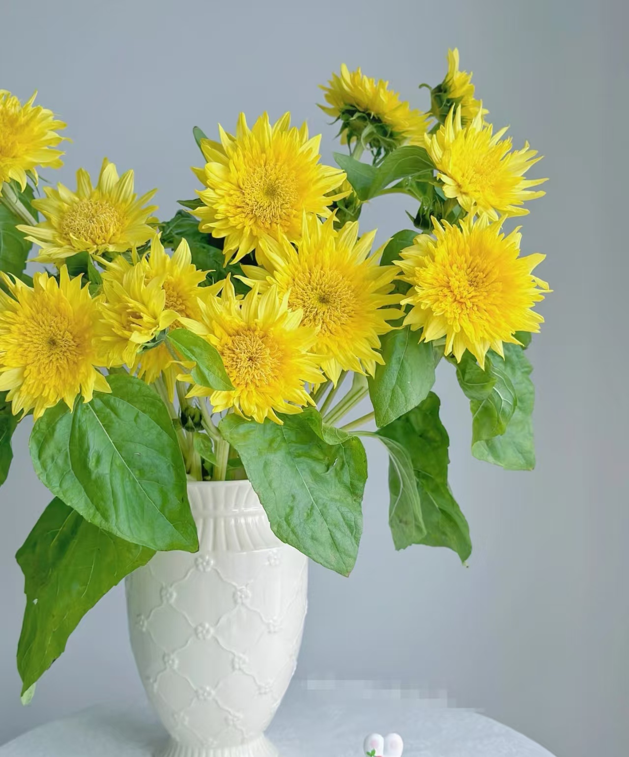 柠檬汽水泰迪向日葵（一举夺魁）