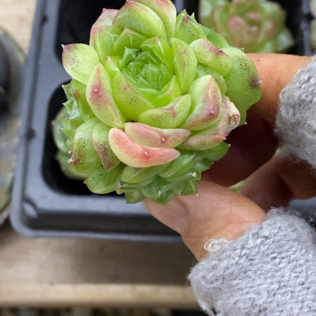 精品多肉一物一拍不包整262