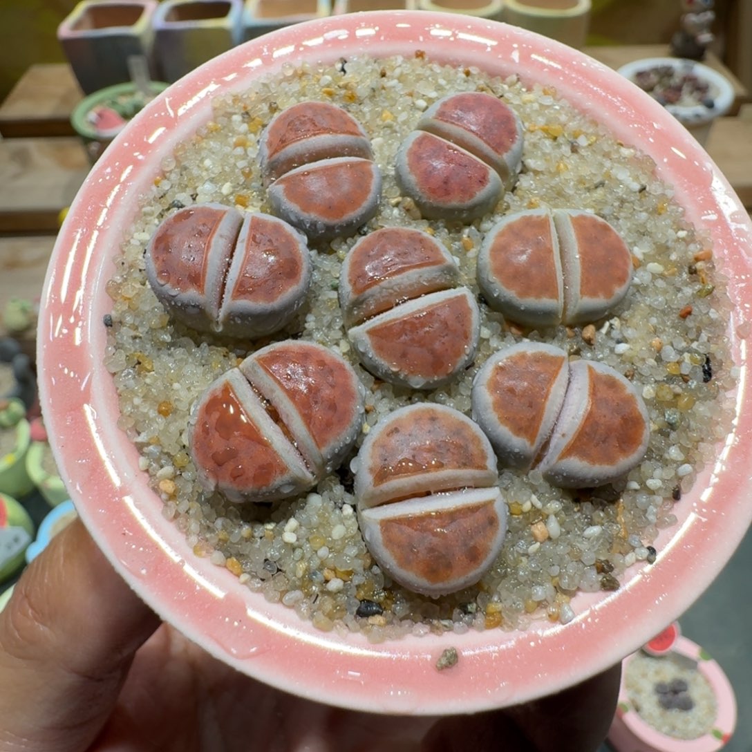 蘑菇1551冰橙多肉植物