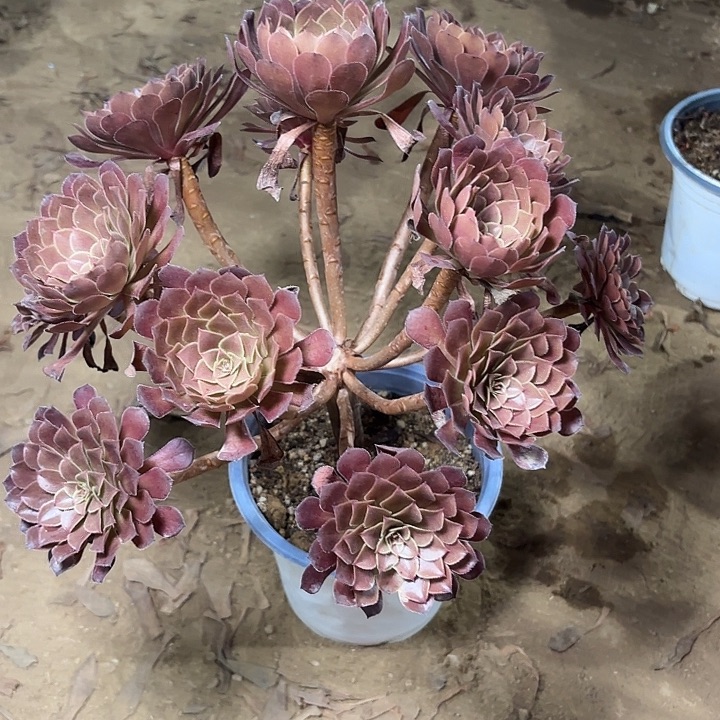 多肉植物法师黑铜壶16