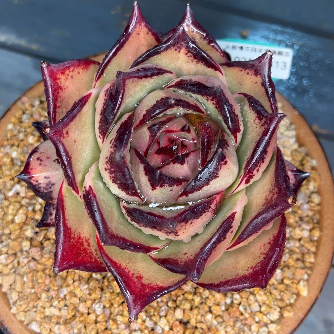 从前慢多肉精选编号0211.313