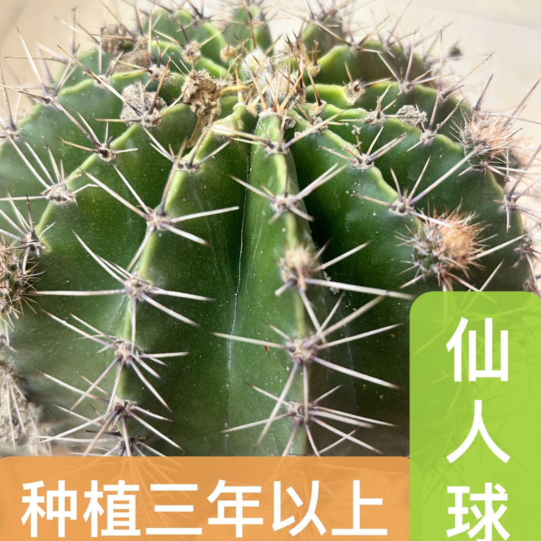 新鲜现挖仙人球2-3斤可炖汤炖猪肚