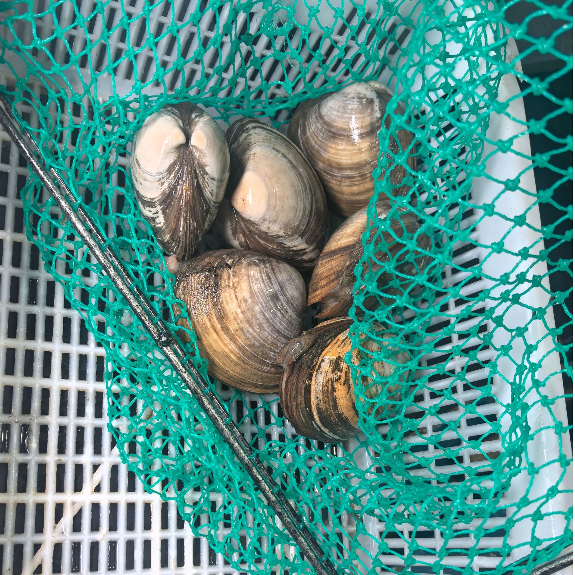 【磊哥推荐】野生北极贝 两种规格  活发保活  顺丰冷链 默认失水5%