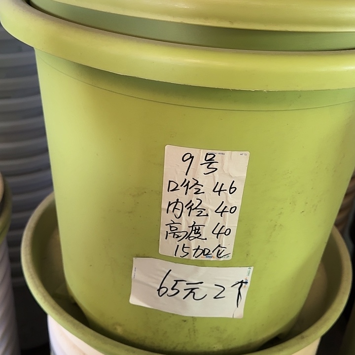 四季9号果绿无托3个特价