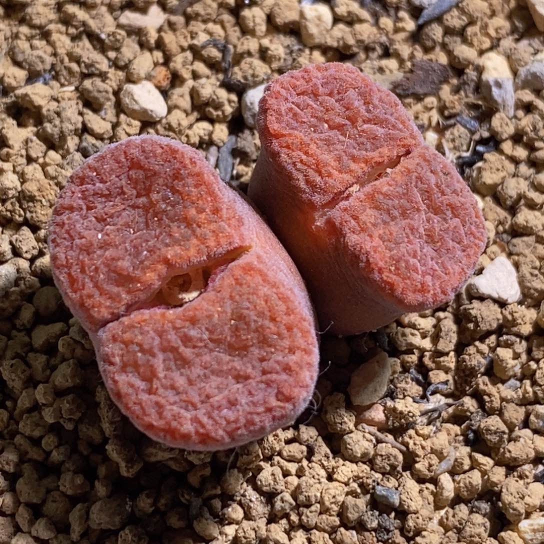 双头1808.4超蛋双头1808.4超蛋