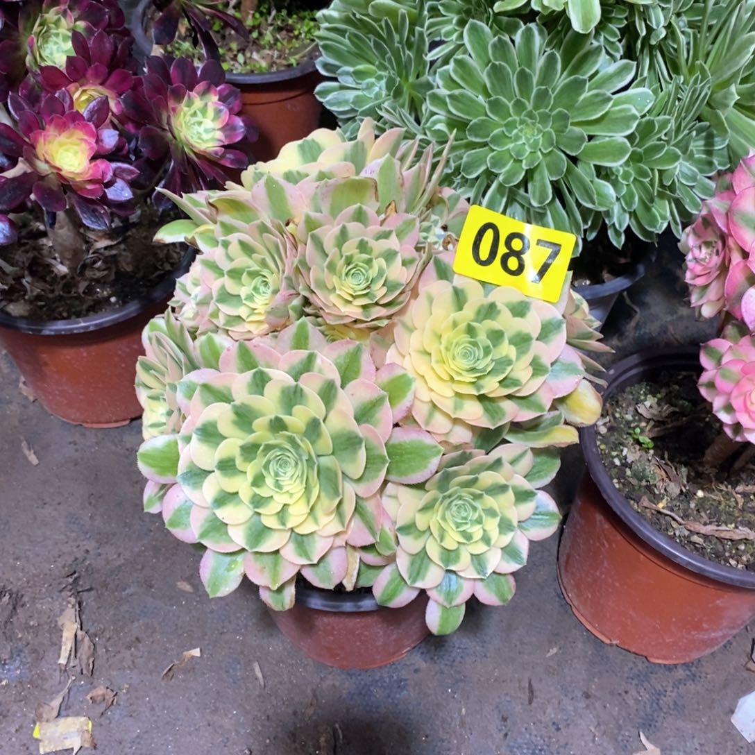 迈巴赫多肉法师087