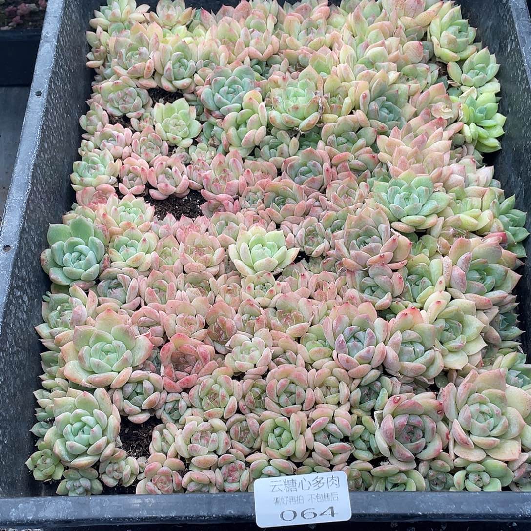 云糖心多肉植物64