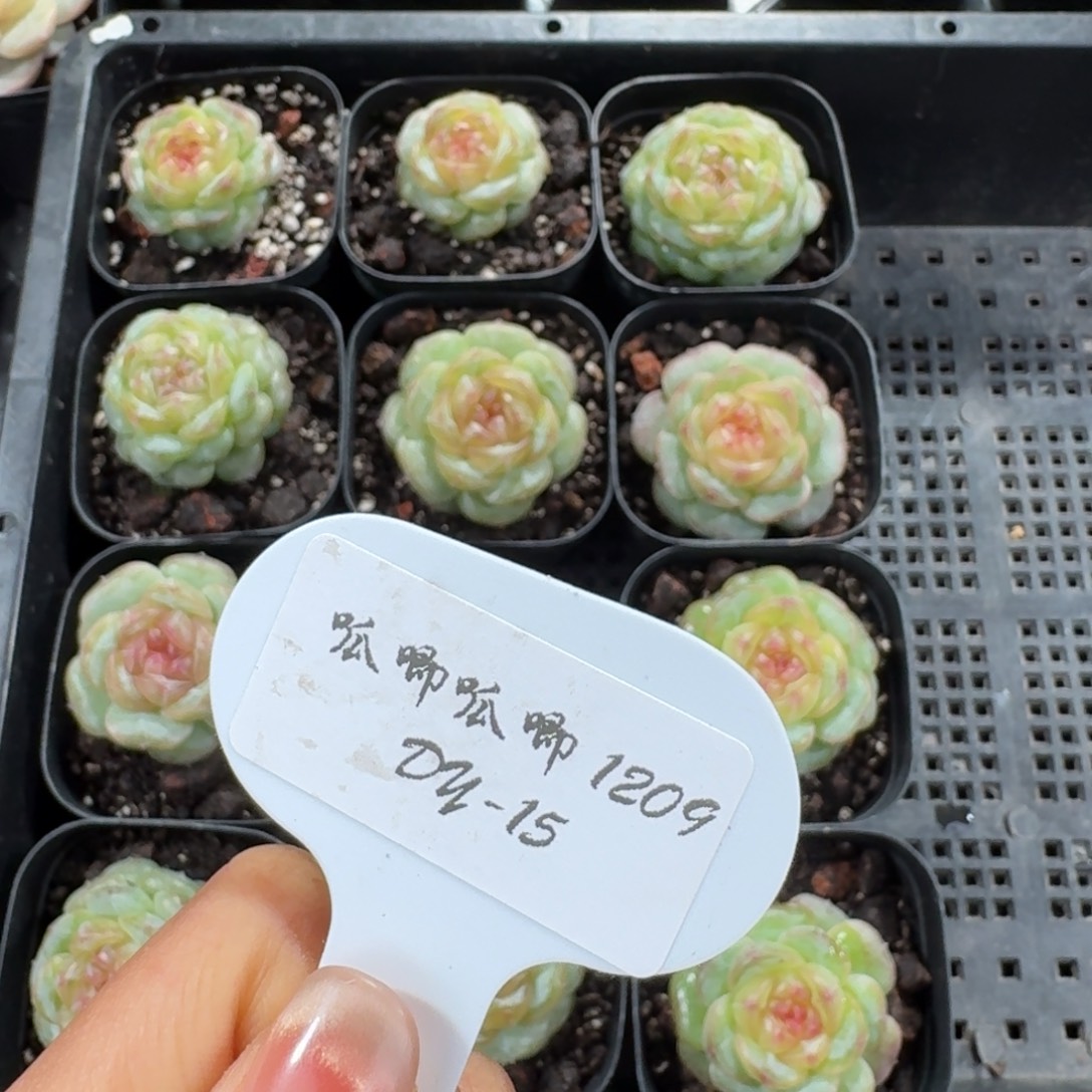 来***翅1209-15-翅补差距（多肉）