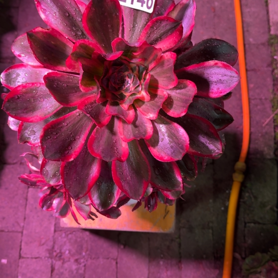 红魔女多肉植物2146