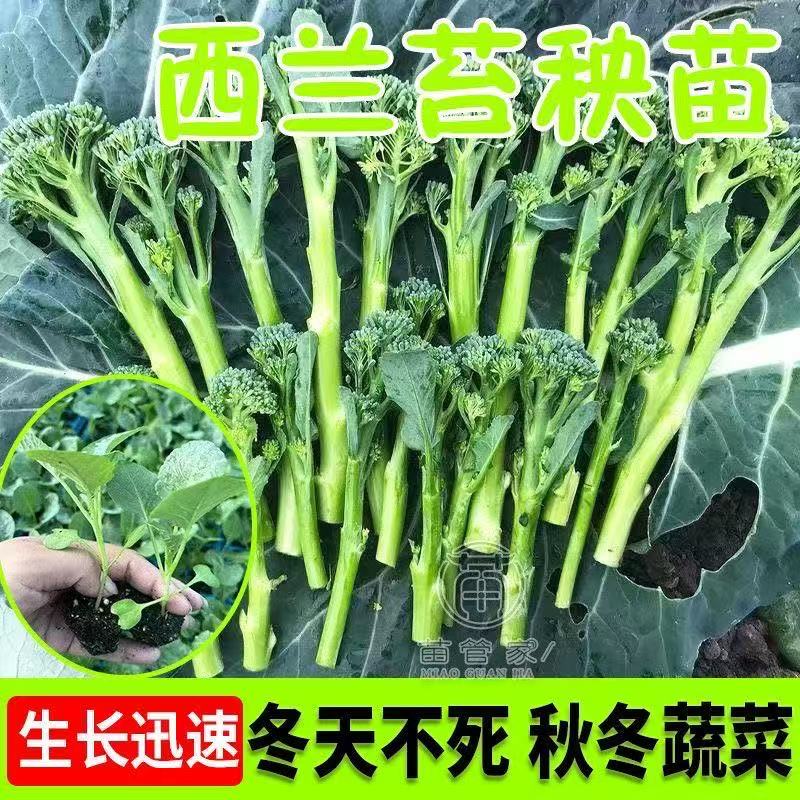 西兰苔正宗秧苗西兰花蔬菜阳台盆栽露天基地栽种四季高产秋冬