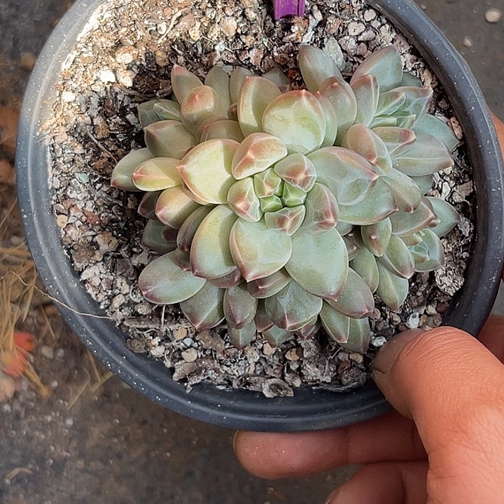 多肉植物优选暗纹美人360