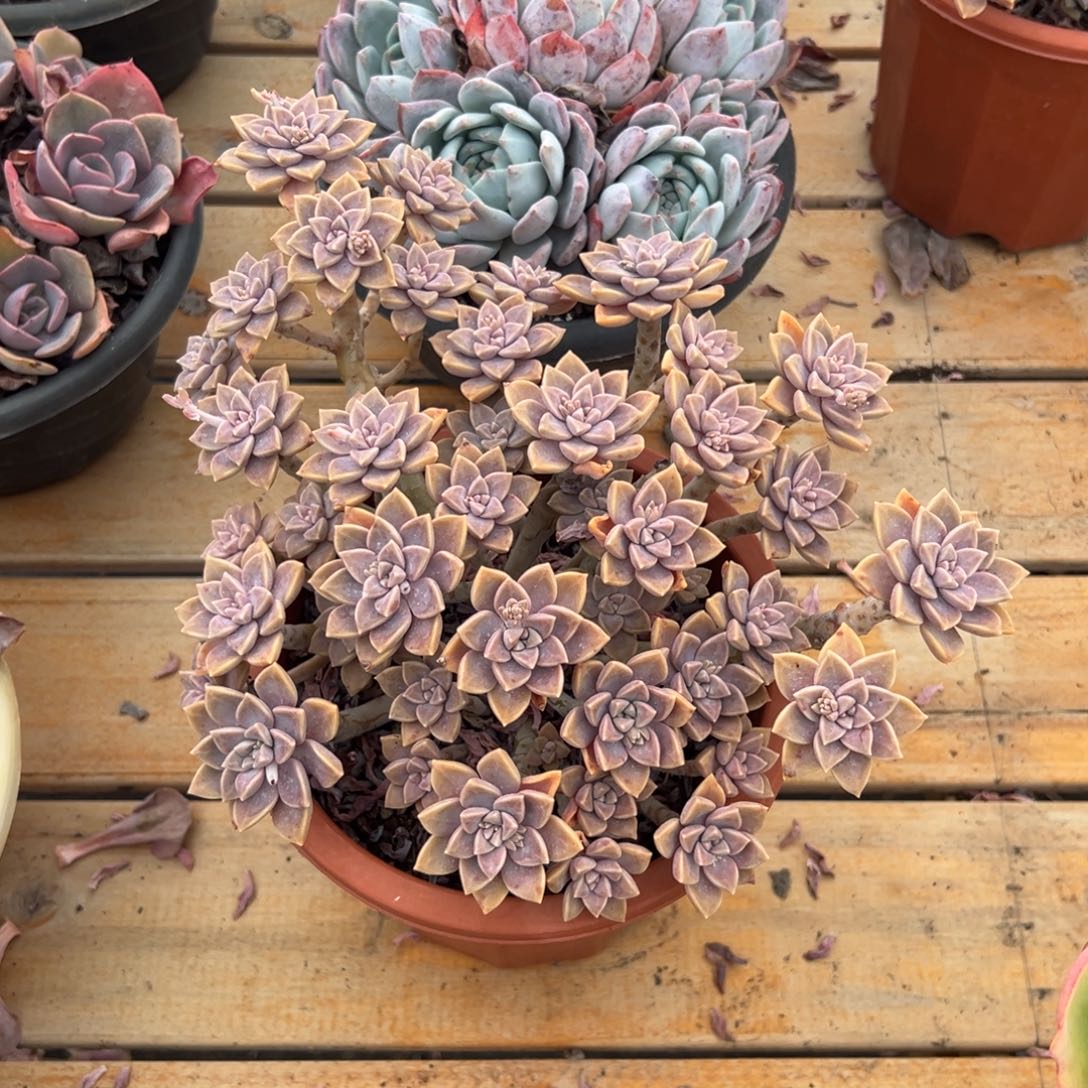 多肉阿伦培【非偏远满18包邮】