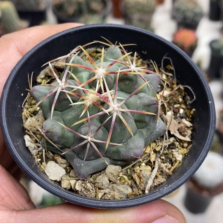 实生大红鹰特价福利