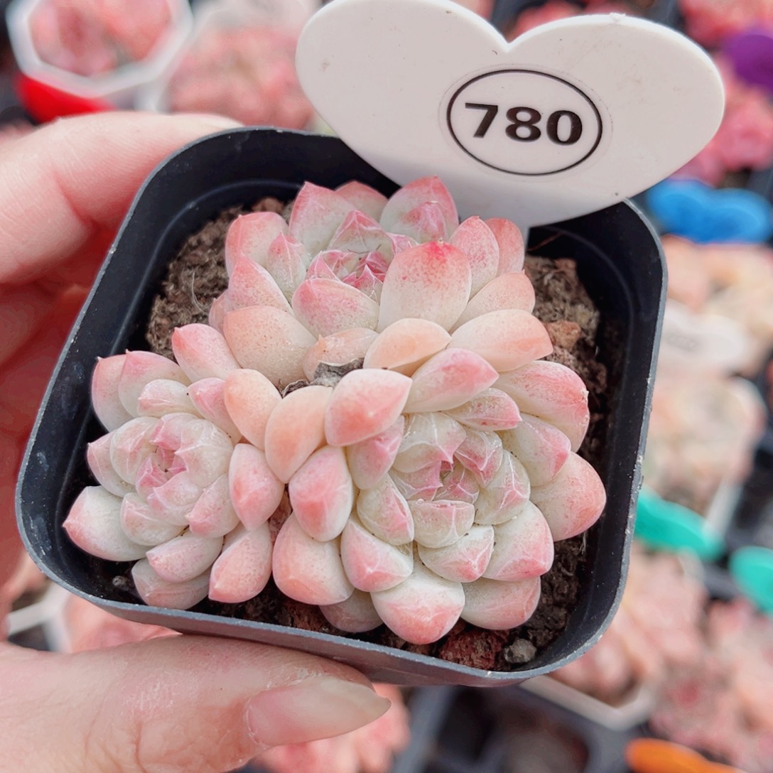 780号小老桩奶油玫瑰群
