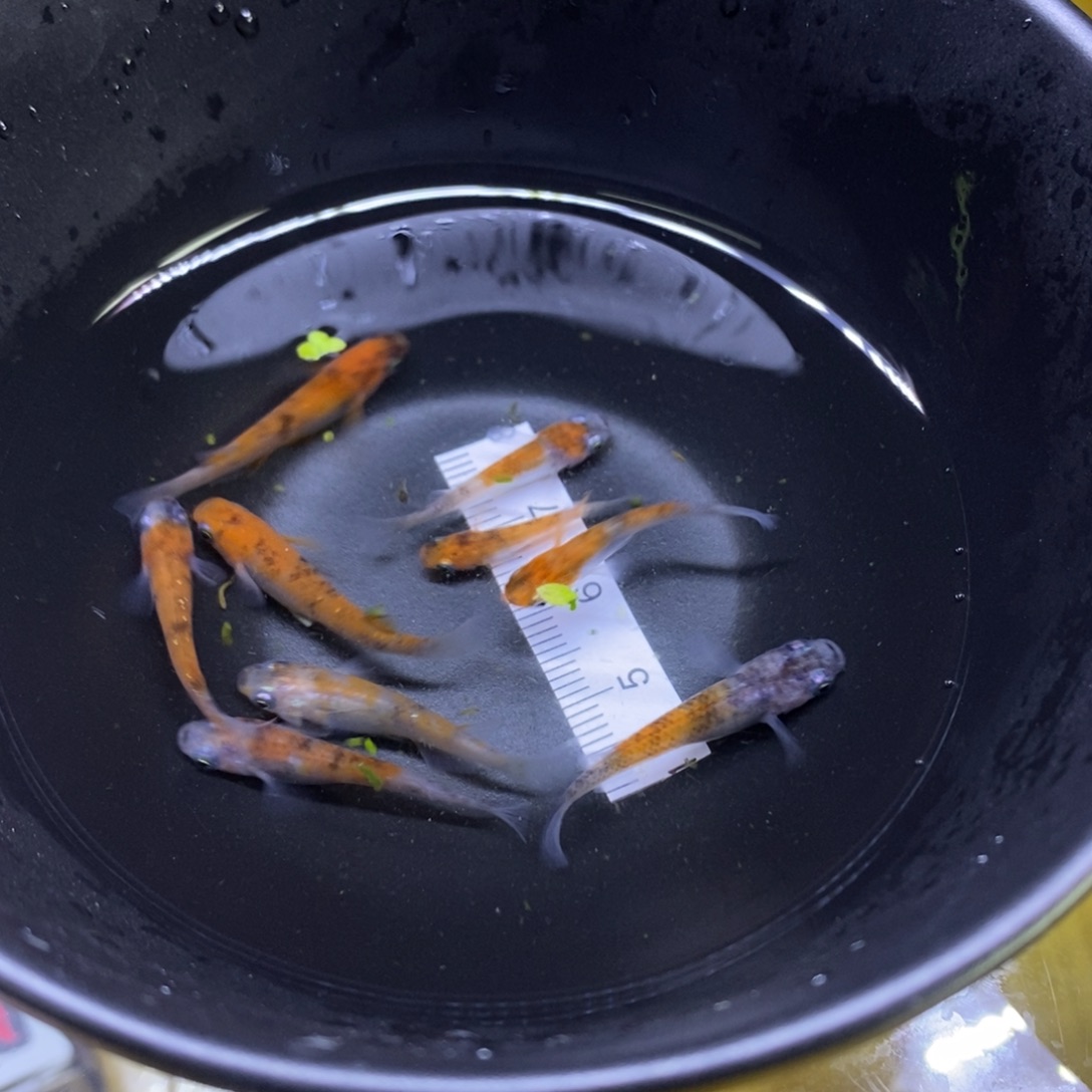 青鳉鱼三色三色46号