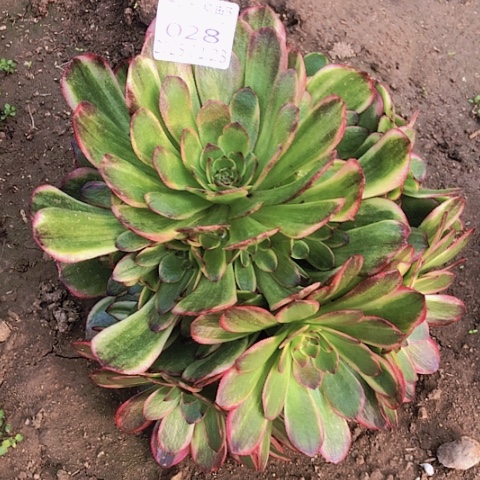 2.23-28半夏多肉植物