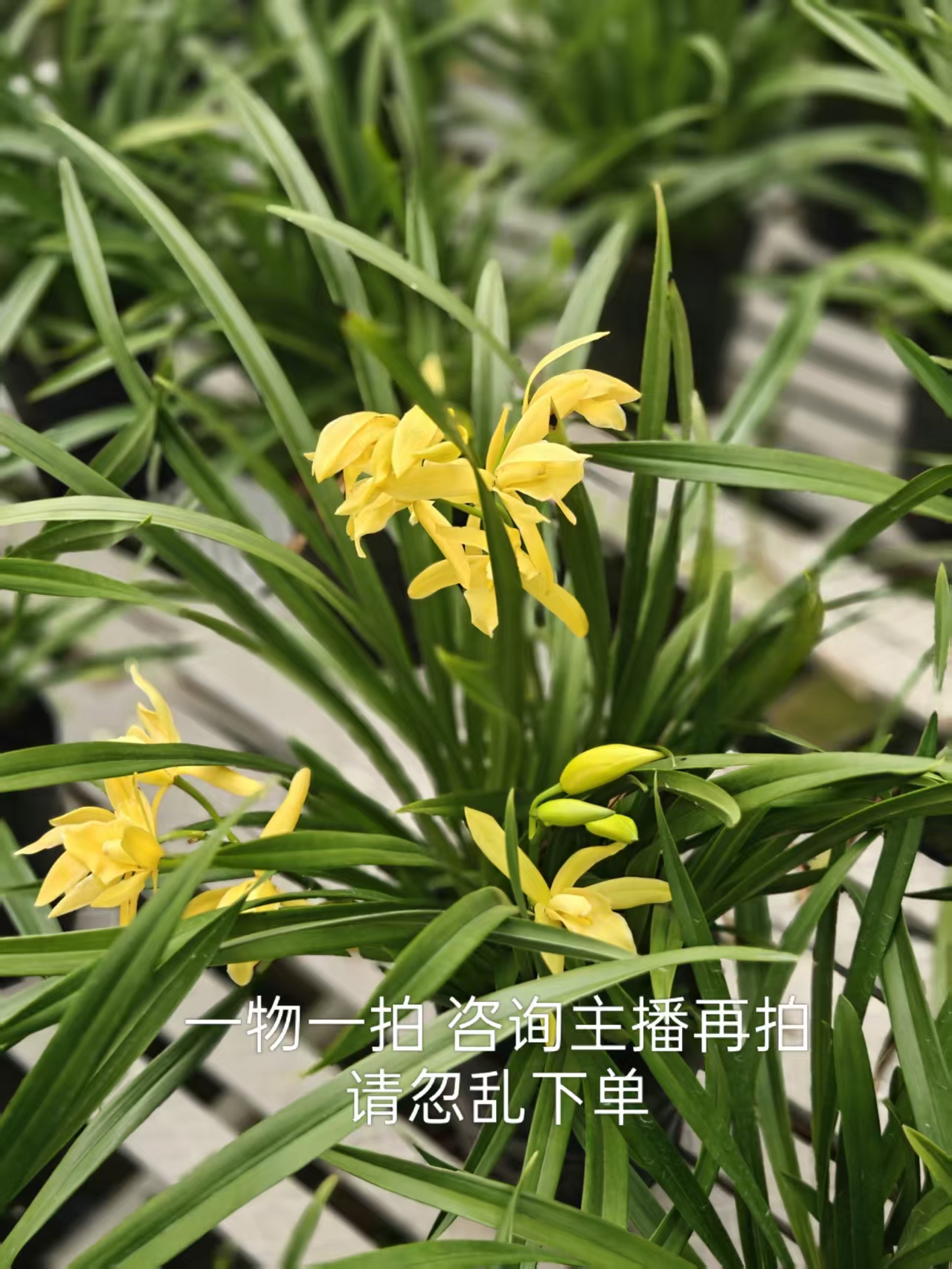 一物一拍请忽乱拍物有所值兰草