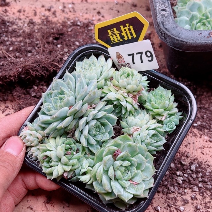 多肉植物多肉植物