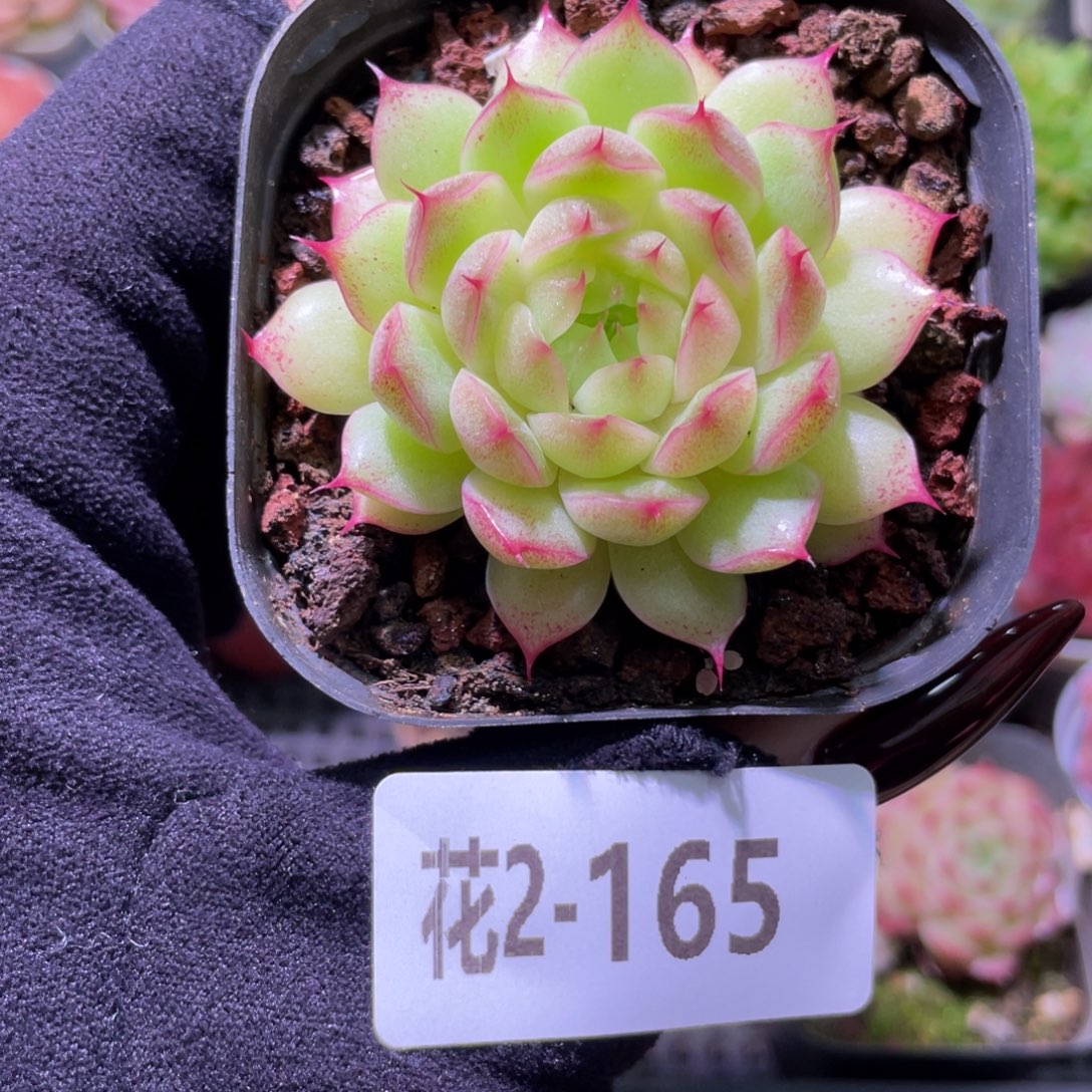 花利美2-165海王单头