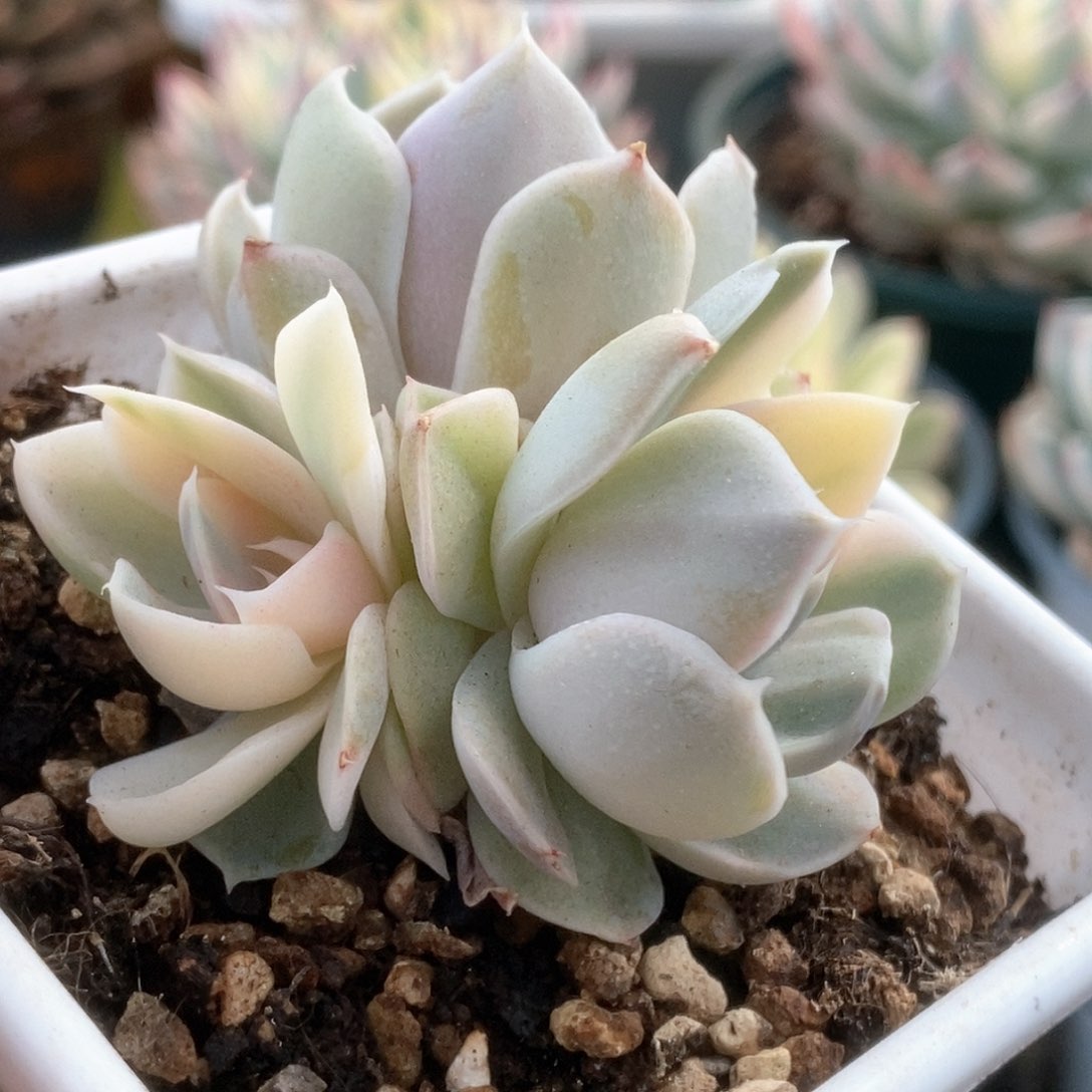 140玉兔锦锦锦锦锦锦