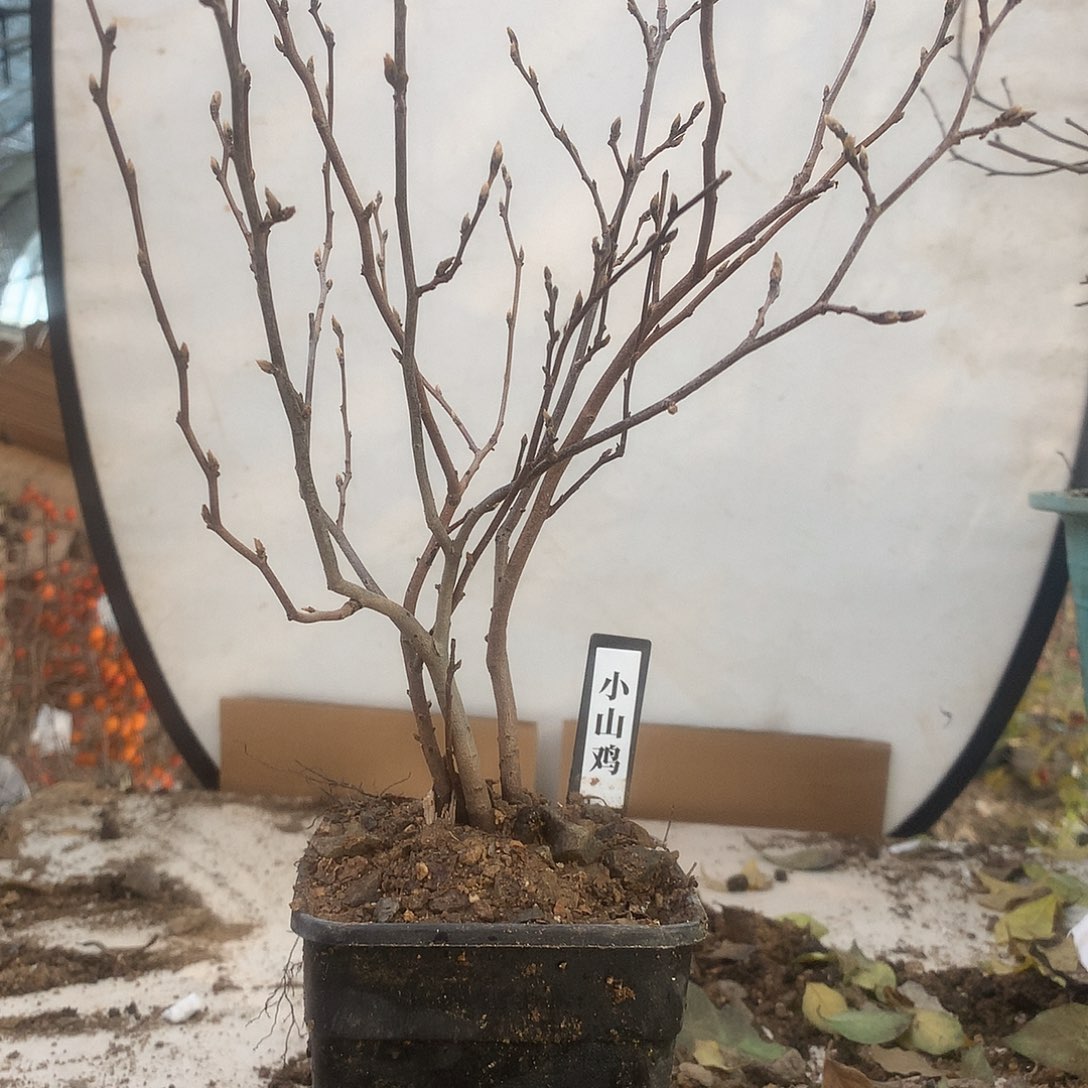 黑***骆完全开放老鸦是真的有钱