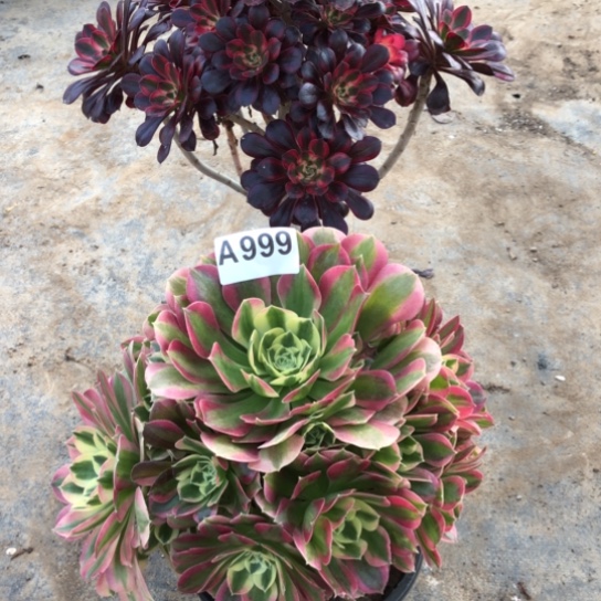 法师多肉植物雨***瑰法师999