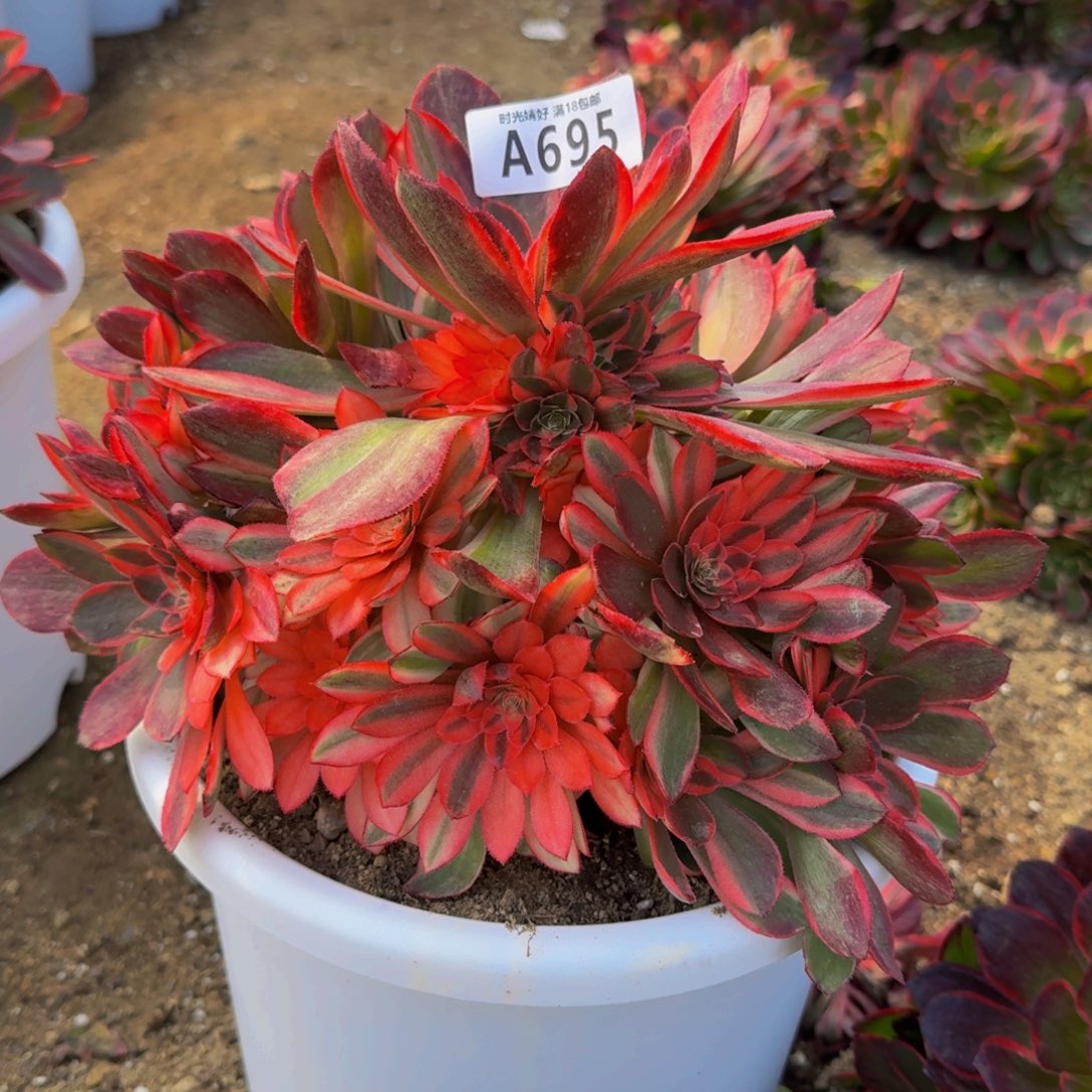 695黑魔锦多肉植物