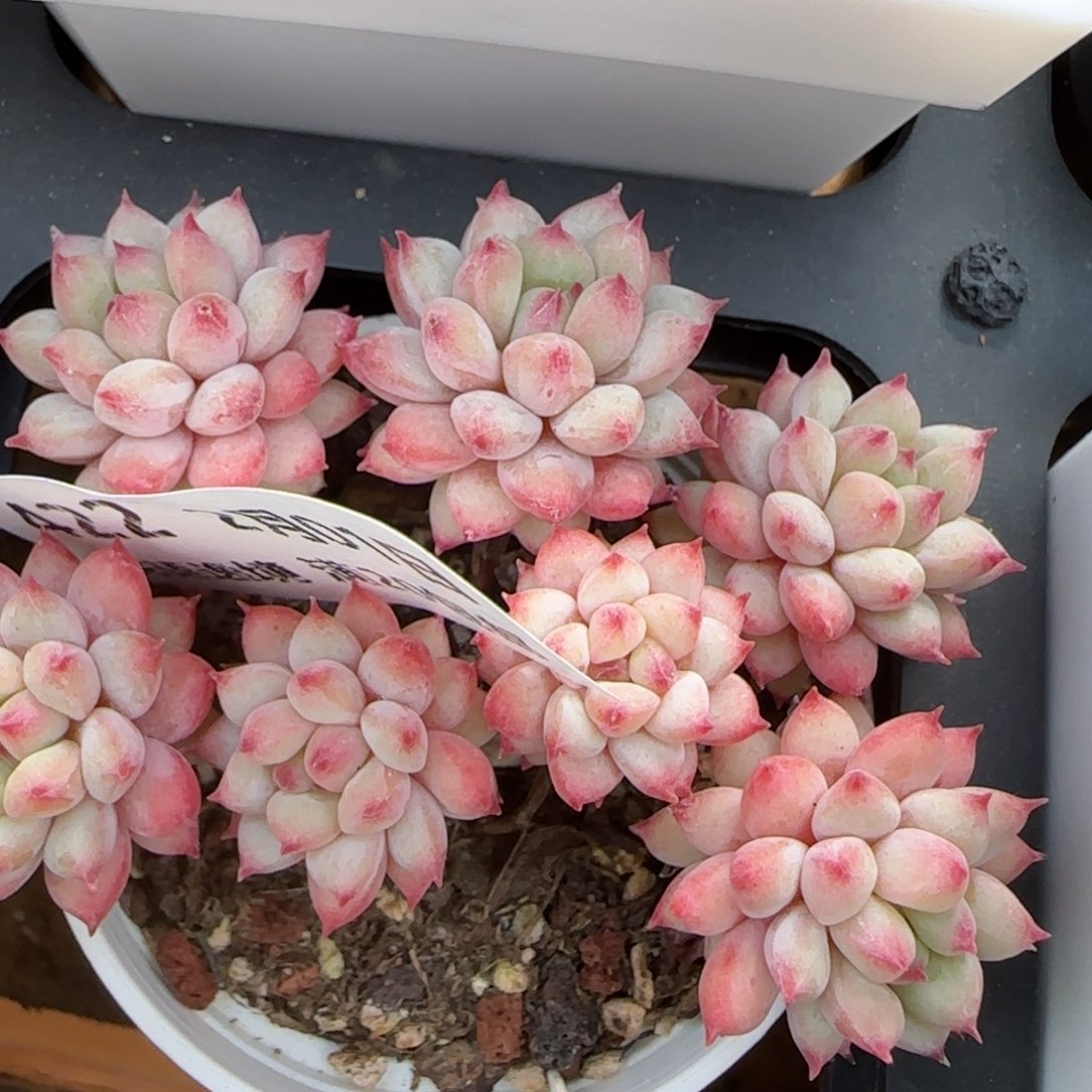 花语逸镜0201-422散