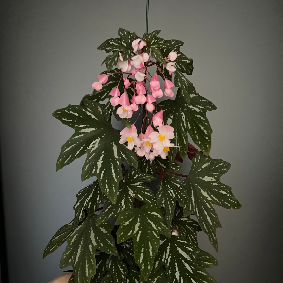 乌头风铃秋海棠好养耐热的秋海棠室内观赏观花观叶绿植盆栽