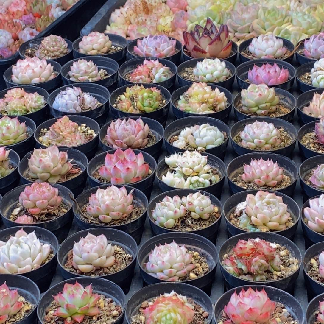 888多肉植物保护研究所所长助理研究员