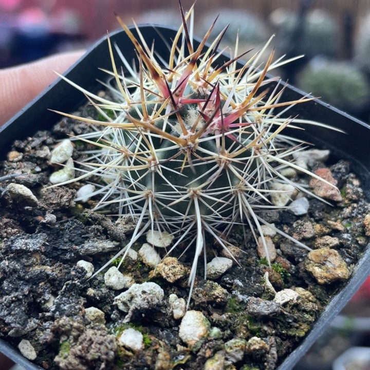 实生青虾仙人球一物一拍