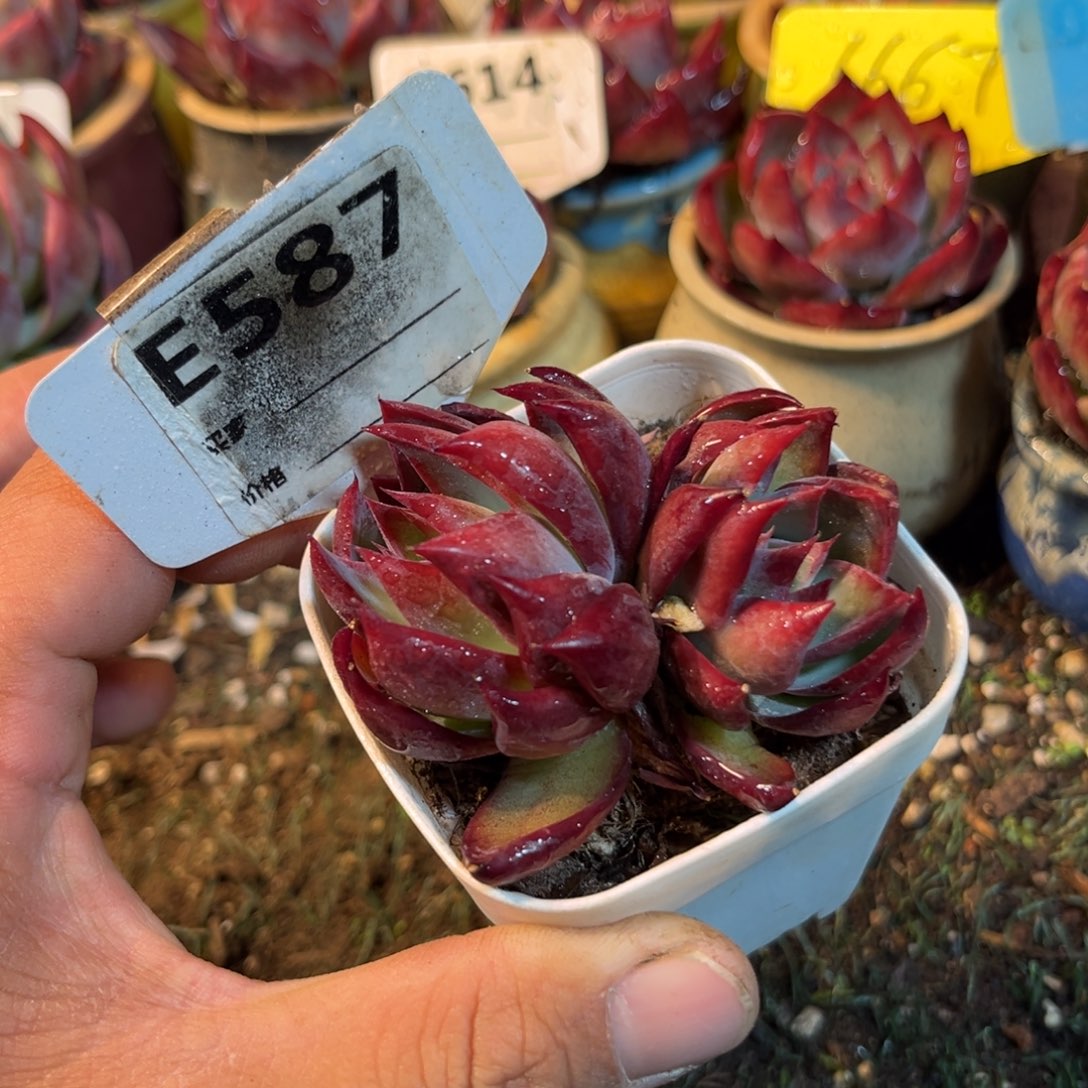 惊鸿一瞥587好多肉