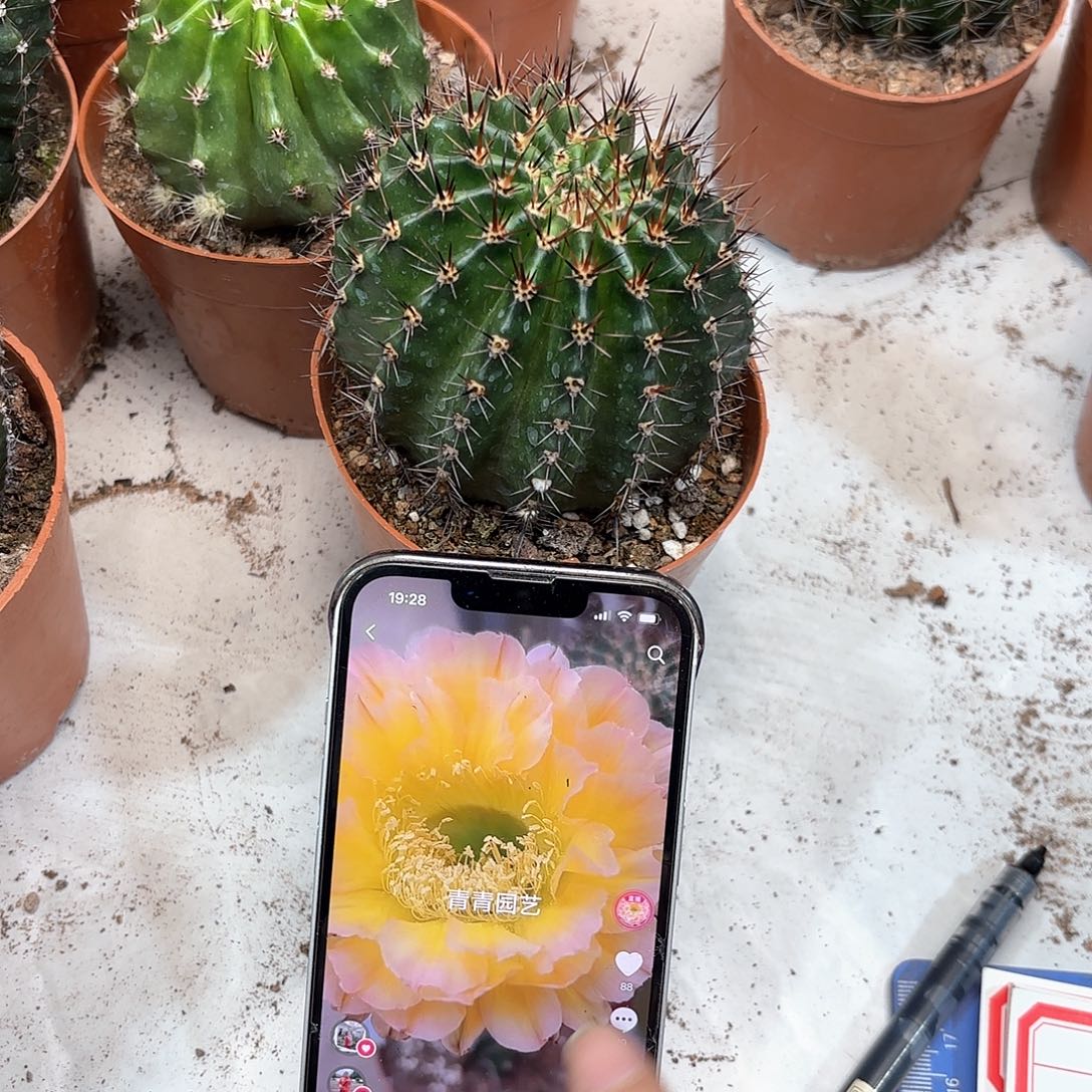 彩草20号8公分左右