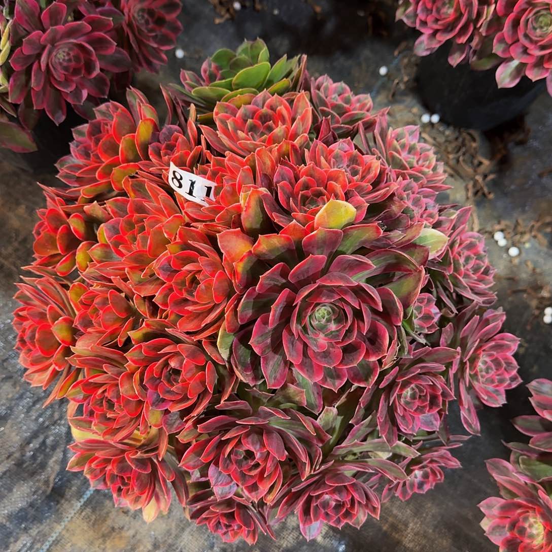 000811焕纱多肉植物