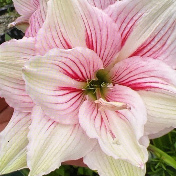朱顶红437近开花球4cm+