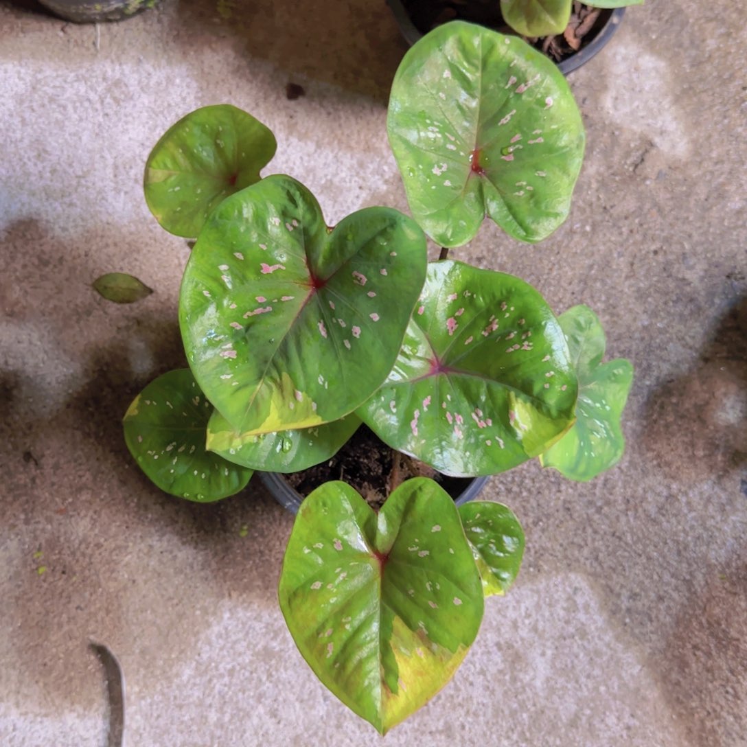 713-0817泰国发货英菲尼迪变异
