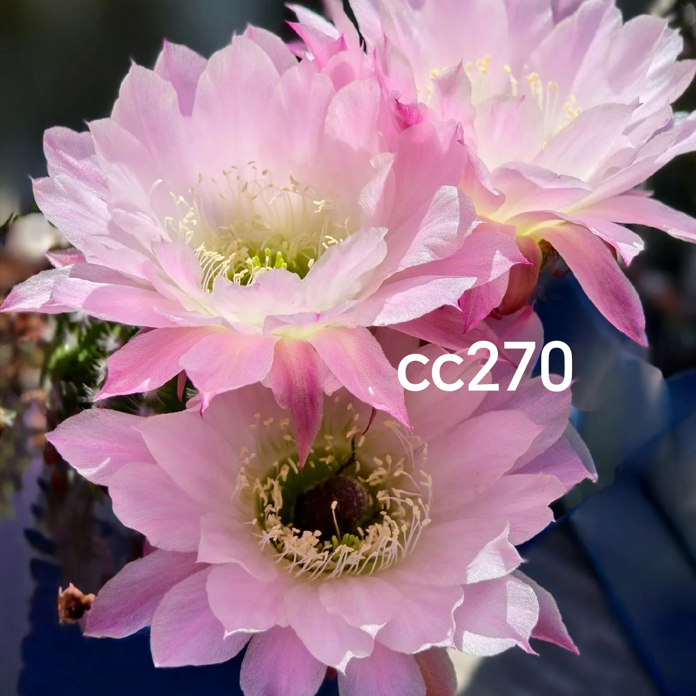 彩草cc270侧芽歪  满28米包邮非偏远
