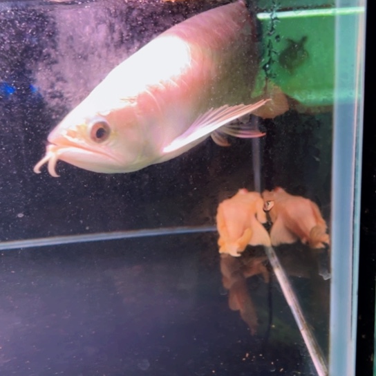 用***7龙鱼新加坡金龙！过背