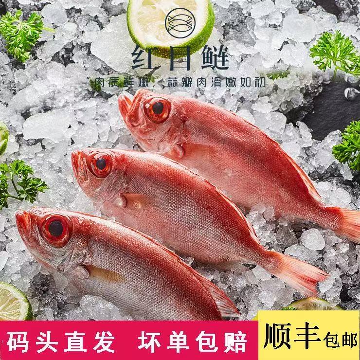 惠来神泉本港野生红木鲢（大眼鸡）5斤起拍 广东省内顺丰冷链包邮