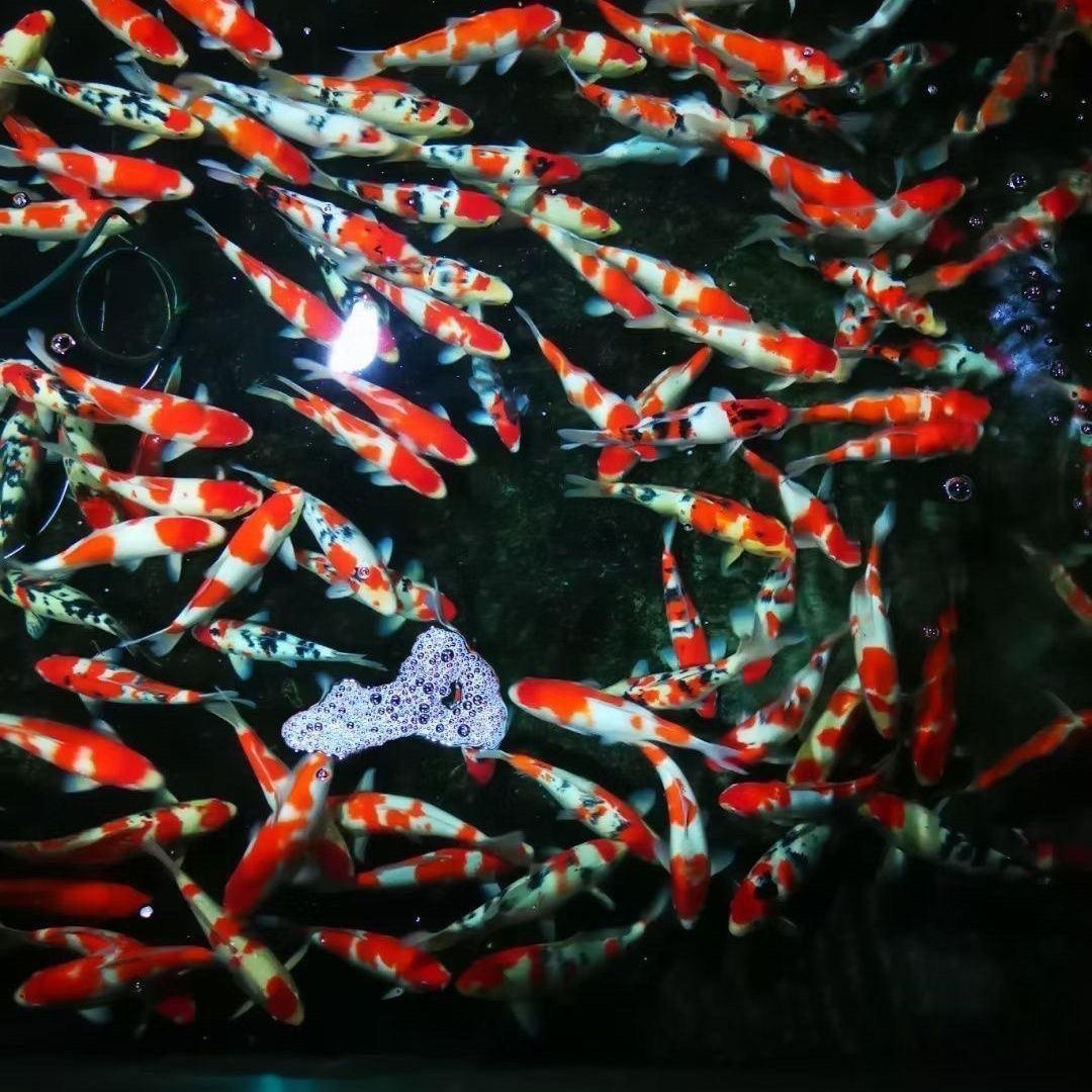 纯种锦鲤鱼观赏大型红白大正昭和等淡水好养耐活渔场直售