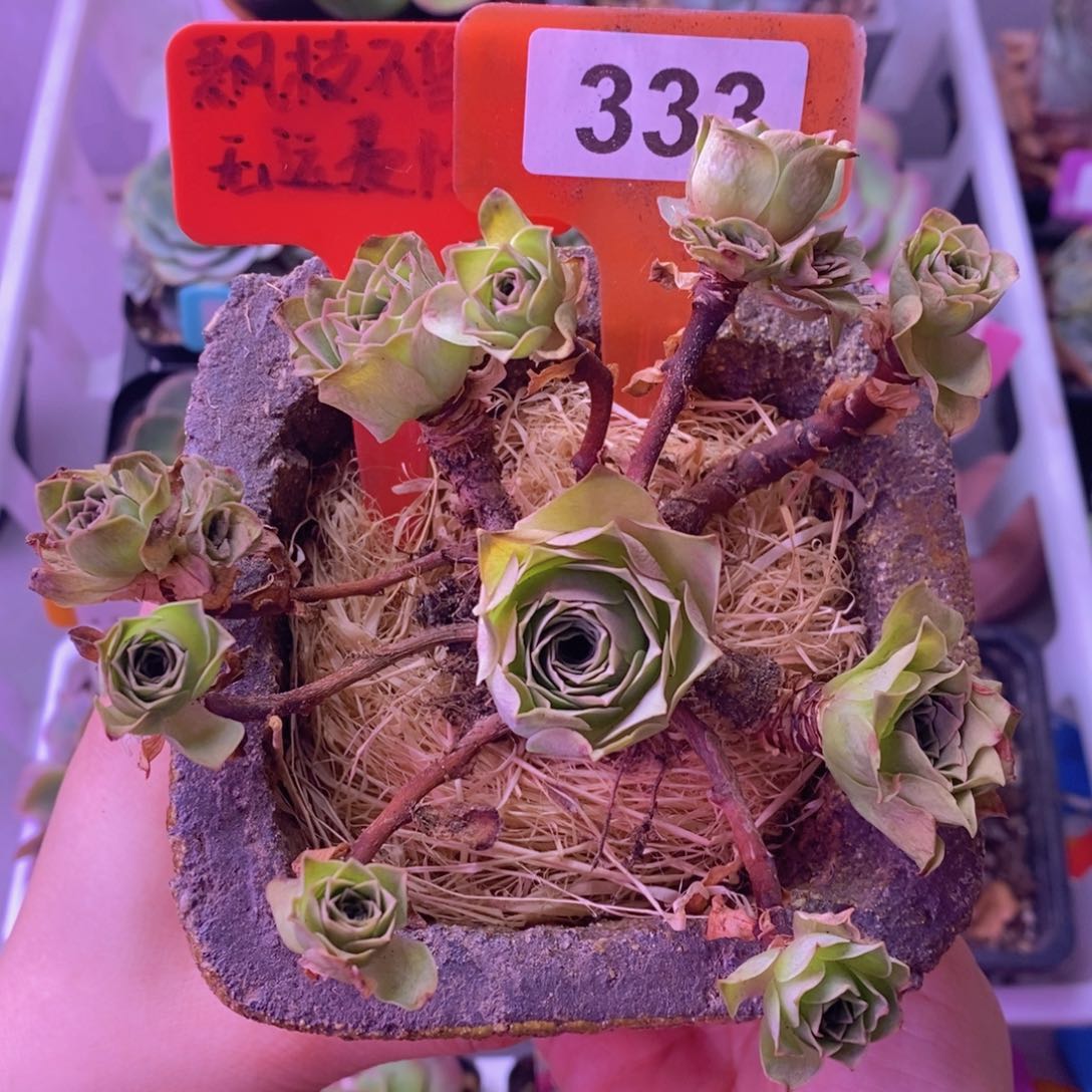 紫娃娃玫瑰群333