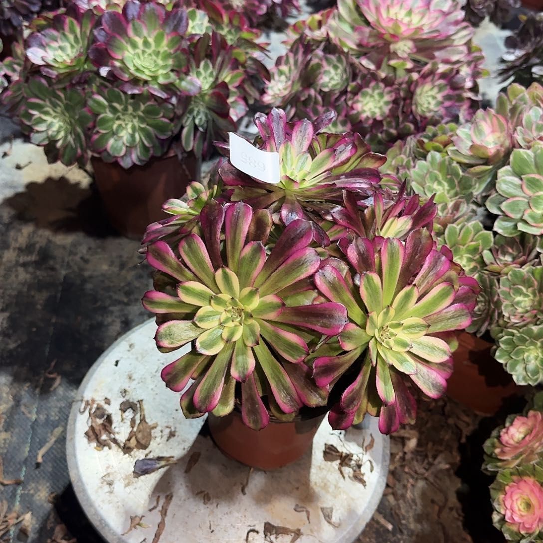 多肉植物维纳斯685